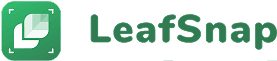 LeafSnap